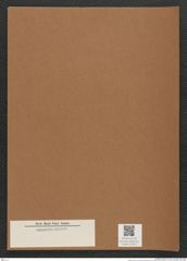 Diatomeae indet. Zeichnungen Sammlung Grunow Mappe 03029 (Herbarium_W_Grunow_drawings_Folder_03029)